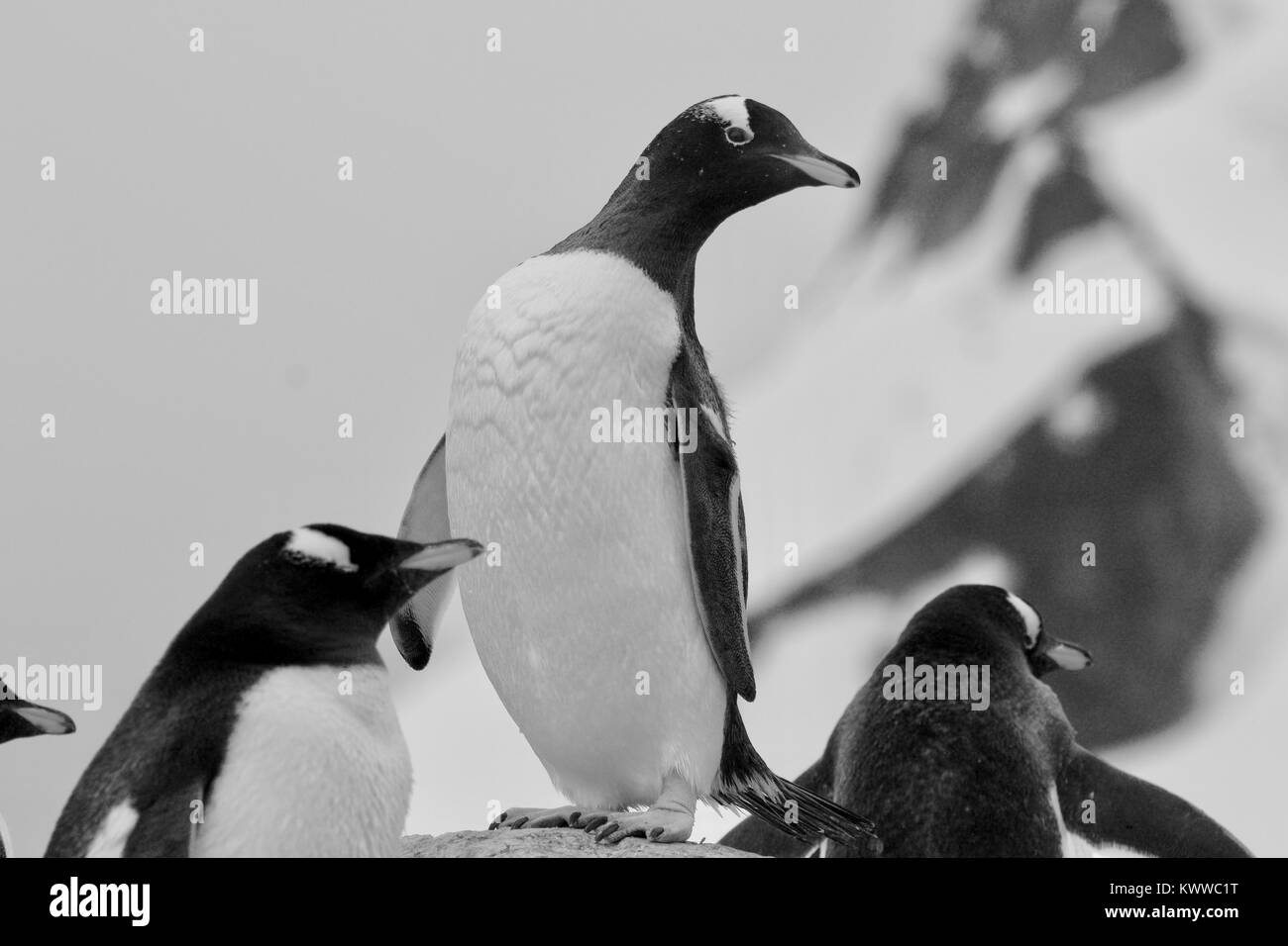 Pingouins photographié au cours d'une tournée de 2 mois des différentes îles de l'Antarctique 2017 Banque D'Images