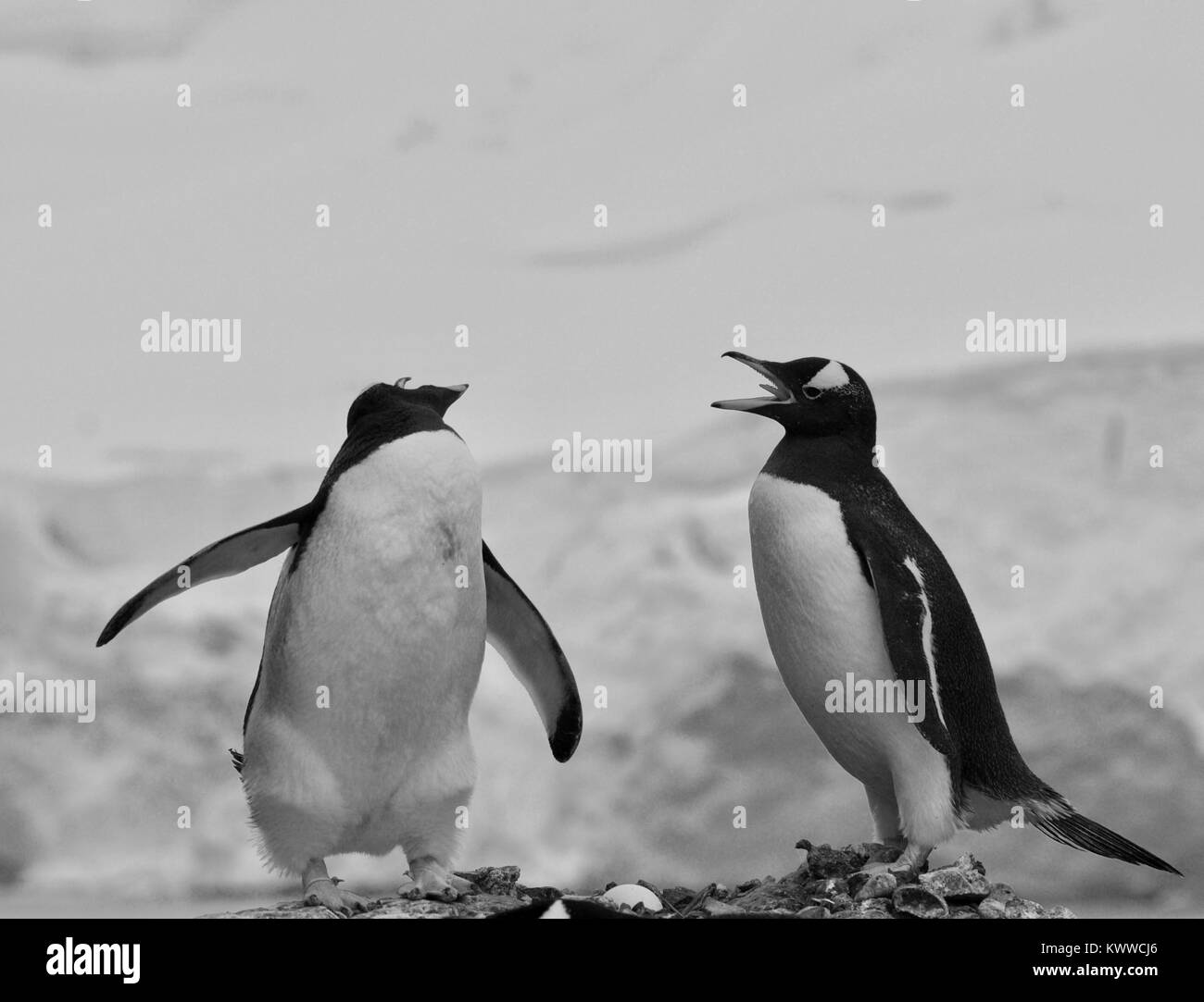 Pingouins photographié au cours d'une tournée de 2 mois des différentes îles de l'Antarctique 2017 Banque D'Images