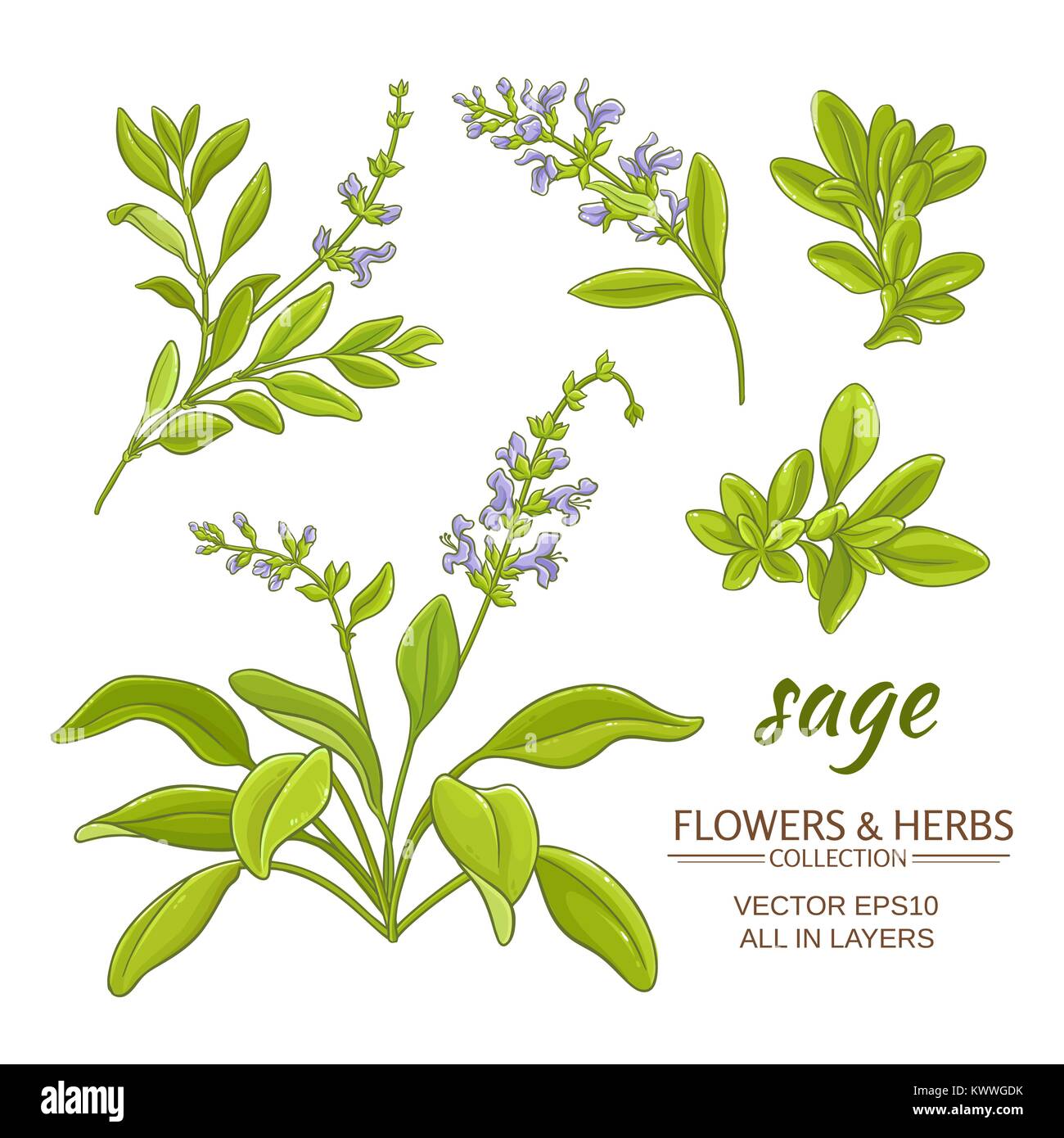 plante-sauge-vector-set-sur-fond-blanc-image-vectorielle-stock-alamy