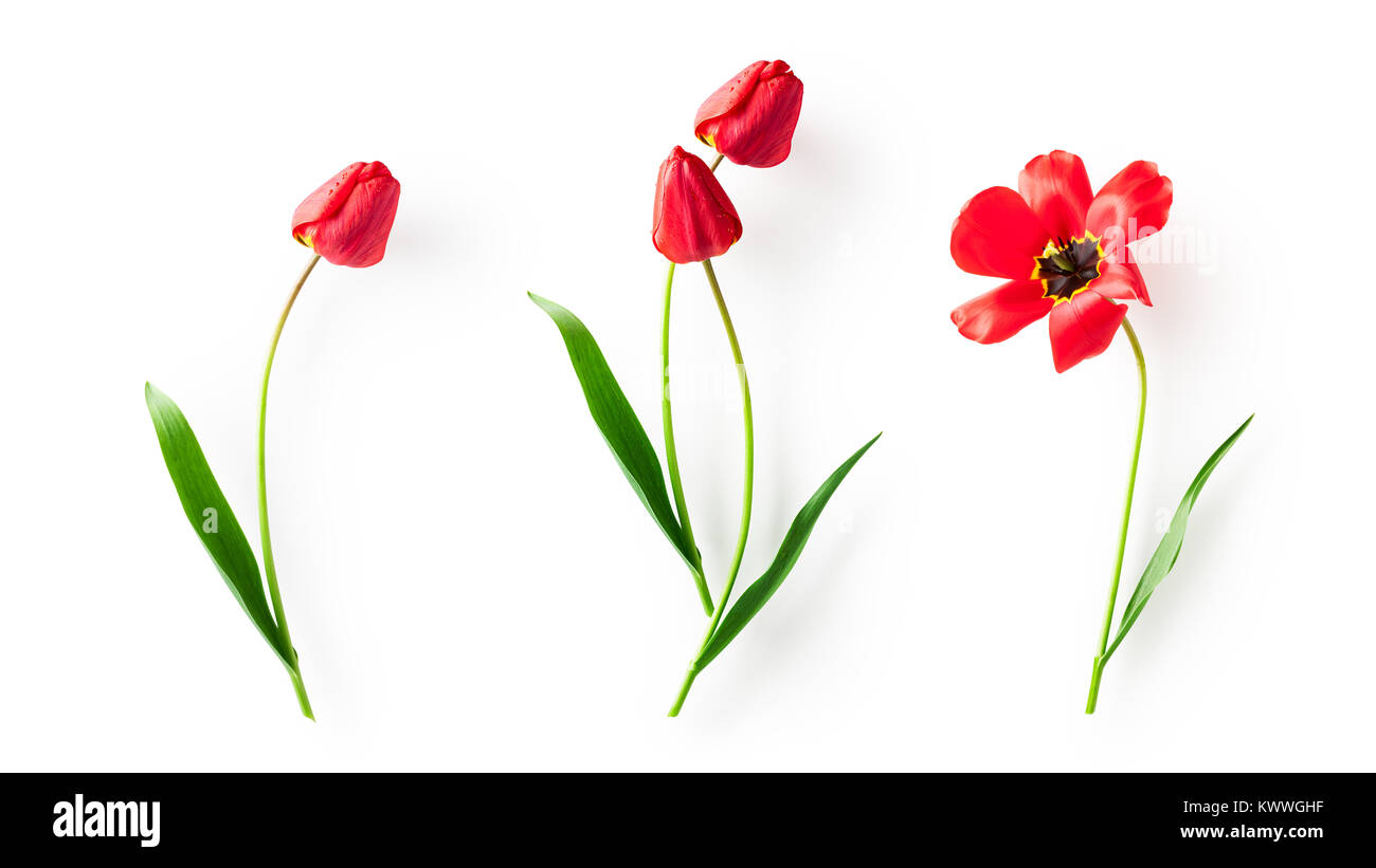 Tulipe rouge collection fleur et feuilles isolé sur fond blanc. Composition abstraite avec le printemps des fleurs de jardin Banque D'Images