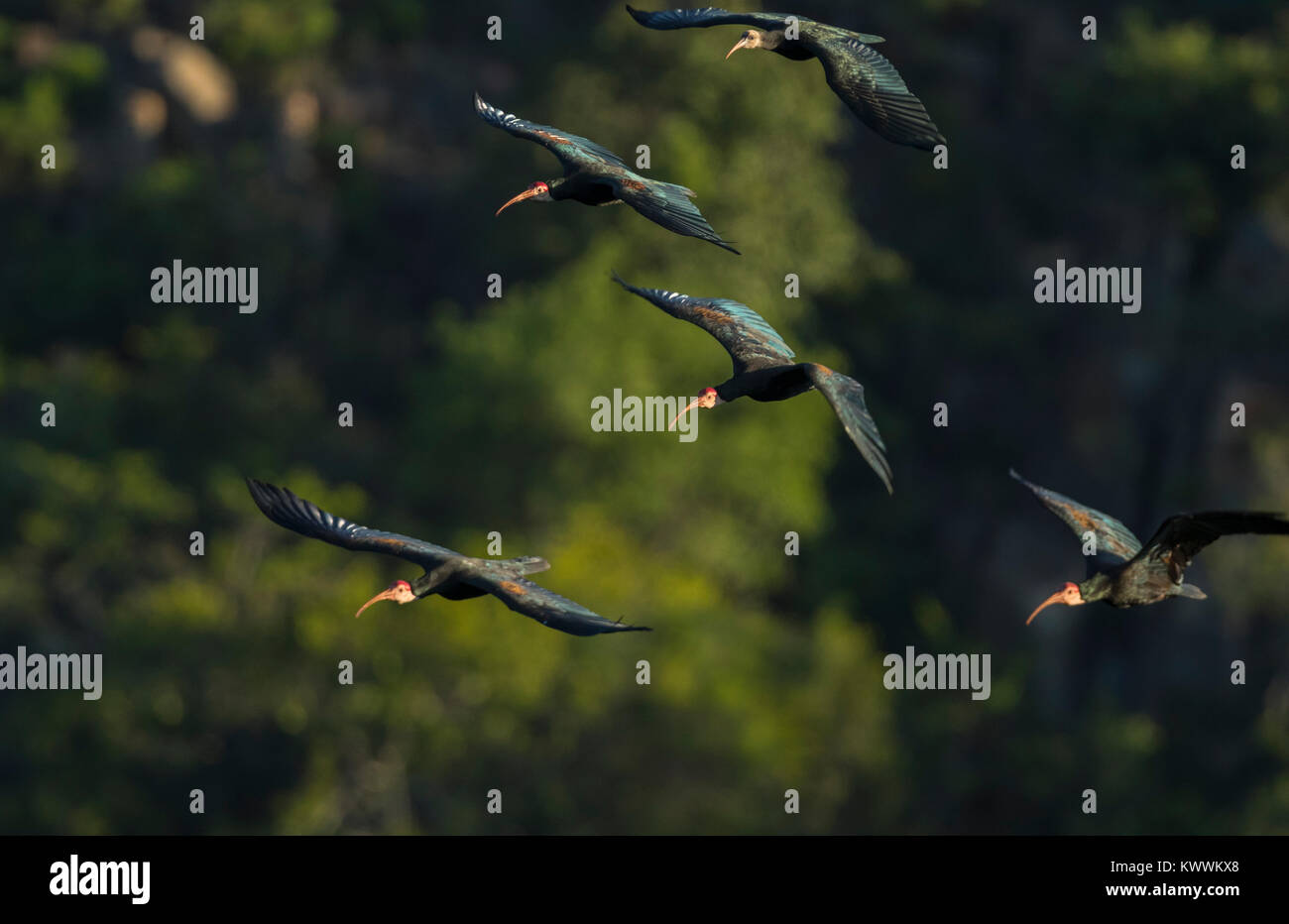 Le sud de l'ibis chauves (Geronticus calvus), quatre adultes et un juvénile en vol Banque D'Images