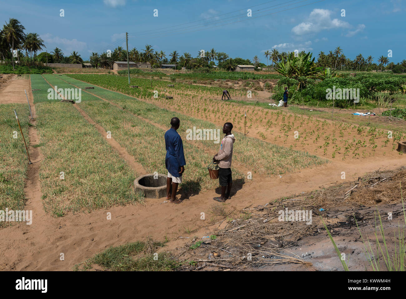 De sable sec et de champs et de manioc, challots Anloga, Région de la Volta, au Ghana, l'Afrique Banque D'Images