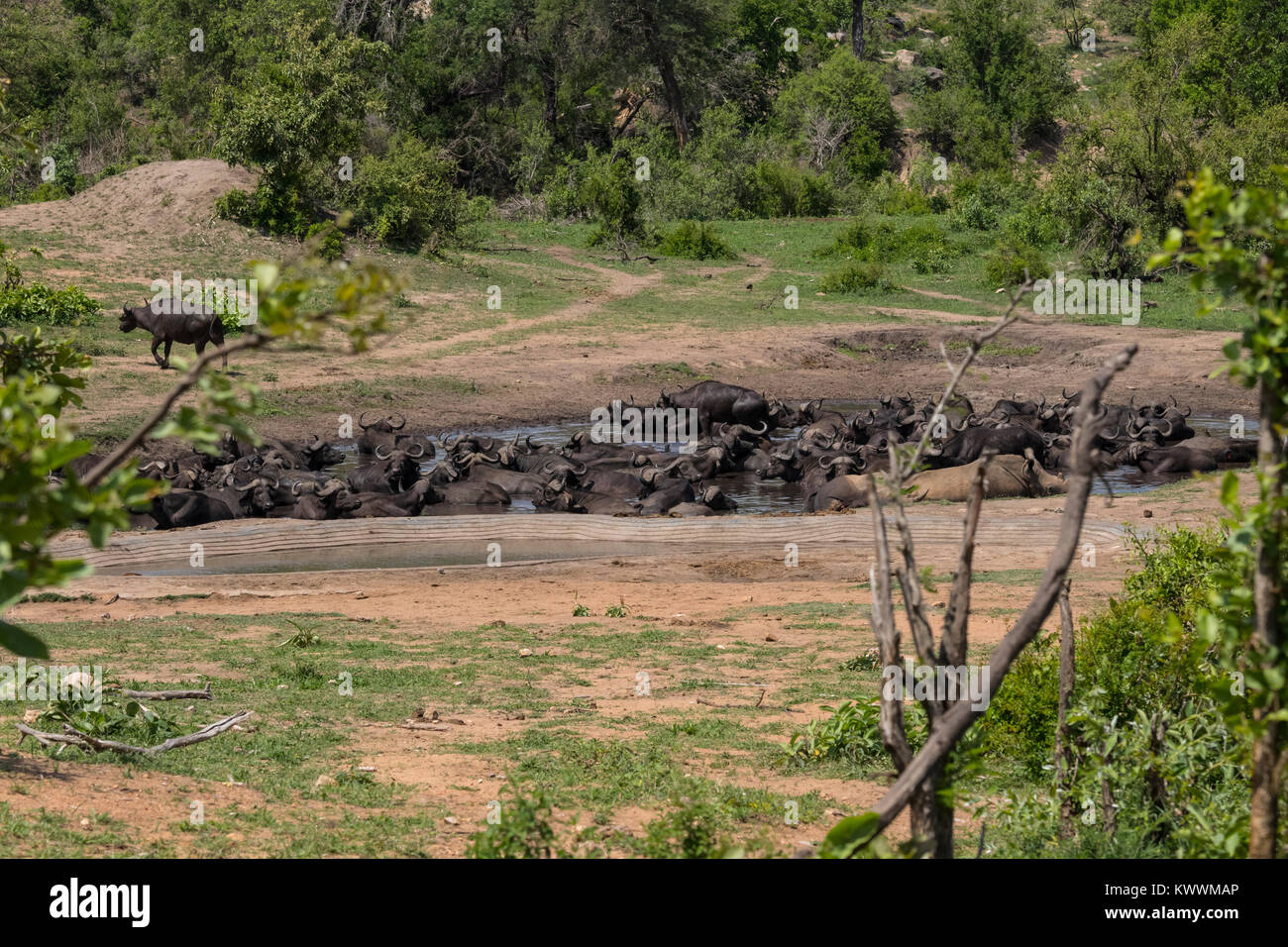 Point d'eau rempli de Buffle africain (Syncerus caffer caffer) et les Rhinocéros blanc (Ceratotherium simum), Banque D'Images