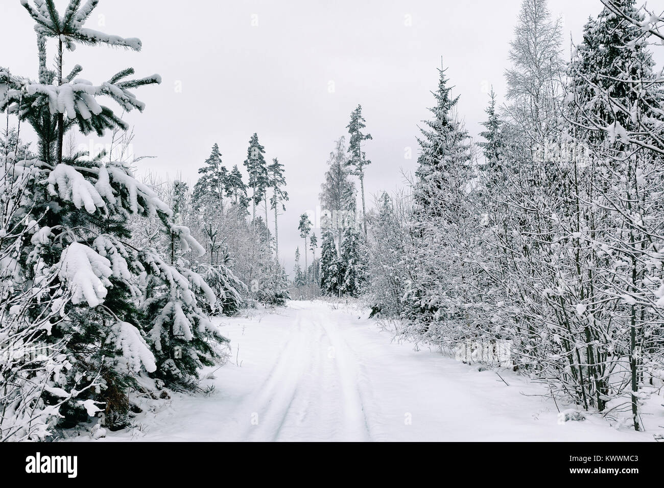 Chemin dans la forêt en hiver dans le nord-ouest de la Russie Banque D'Images