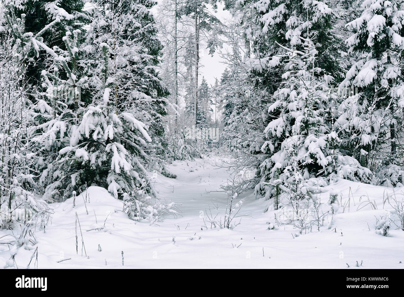 Plantes sous la neige en hiver dans la forêt au nord-ouest de la Russie Banque D'Images