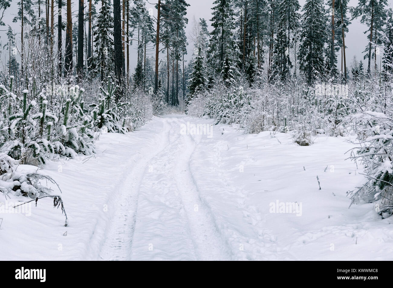 Chemin dans la forêt en hiver dans le nord-ouest de la Russie Banque D'Images