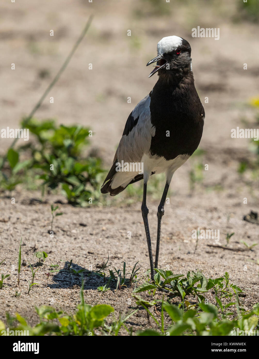 Blacksmith sociable (Vanellus armatus) Appelant Banque D'Images