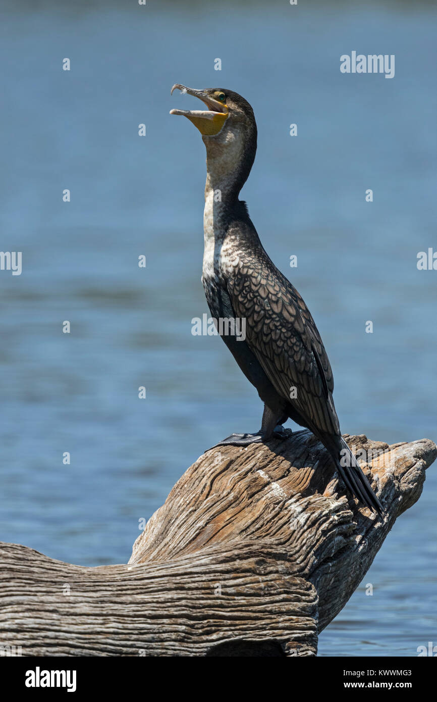 White-breasted Cormorant (Phalacrocorax lucidus) perché sur une branche Banque D'Images