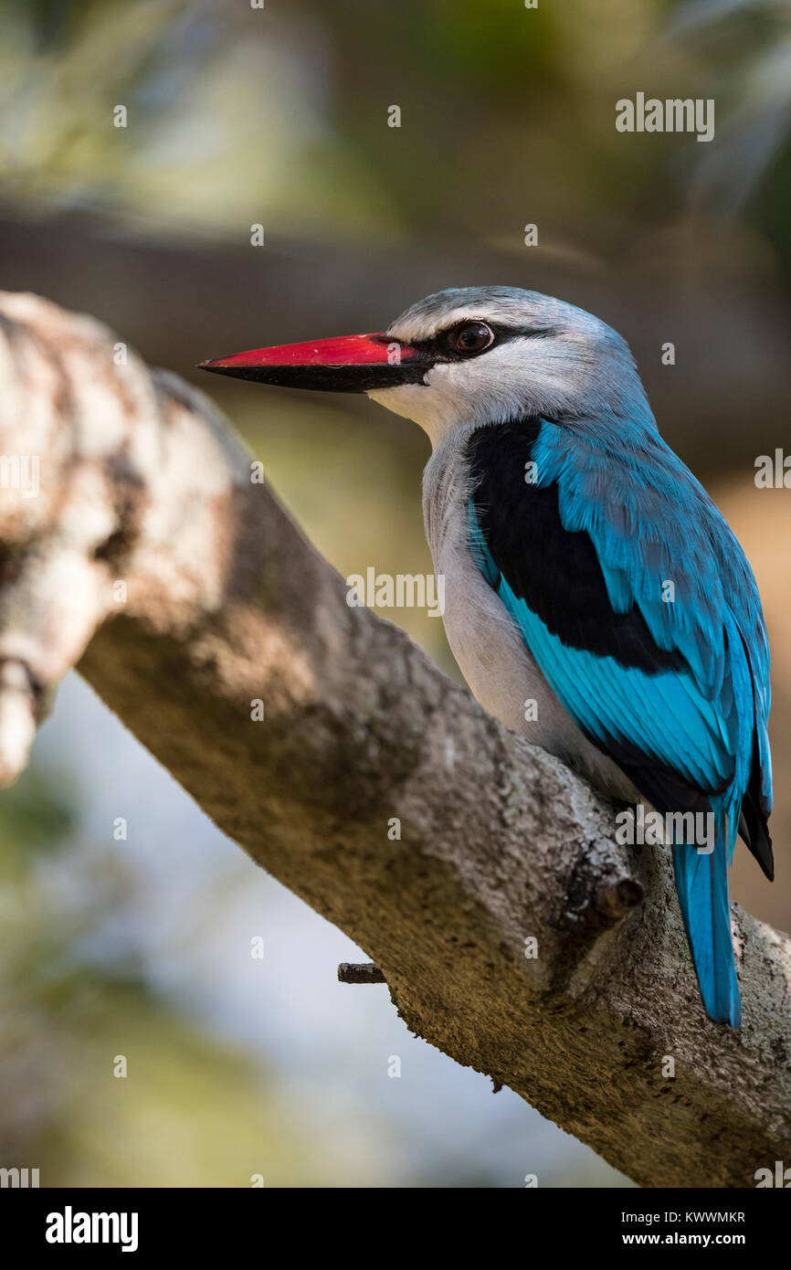 Woodland Kingfisher (Halcyon senegalensis), Banque D'Images