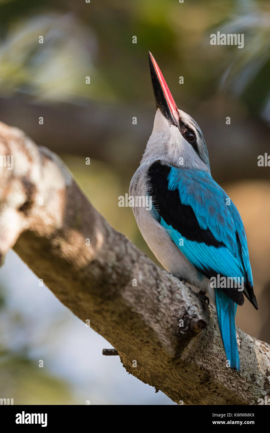 Woodland Kingfisher (Halcyon senegalensis), Banque D'Images