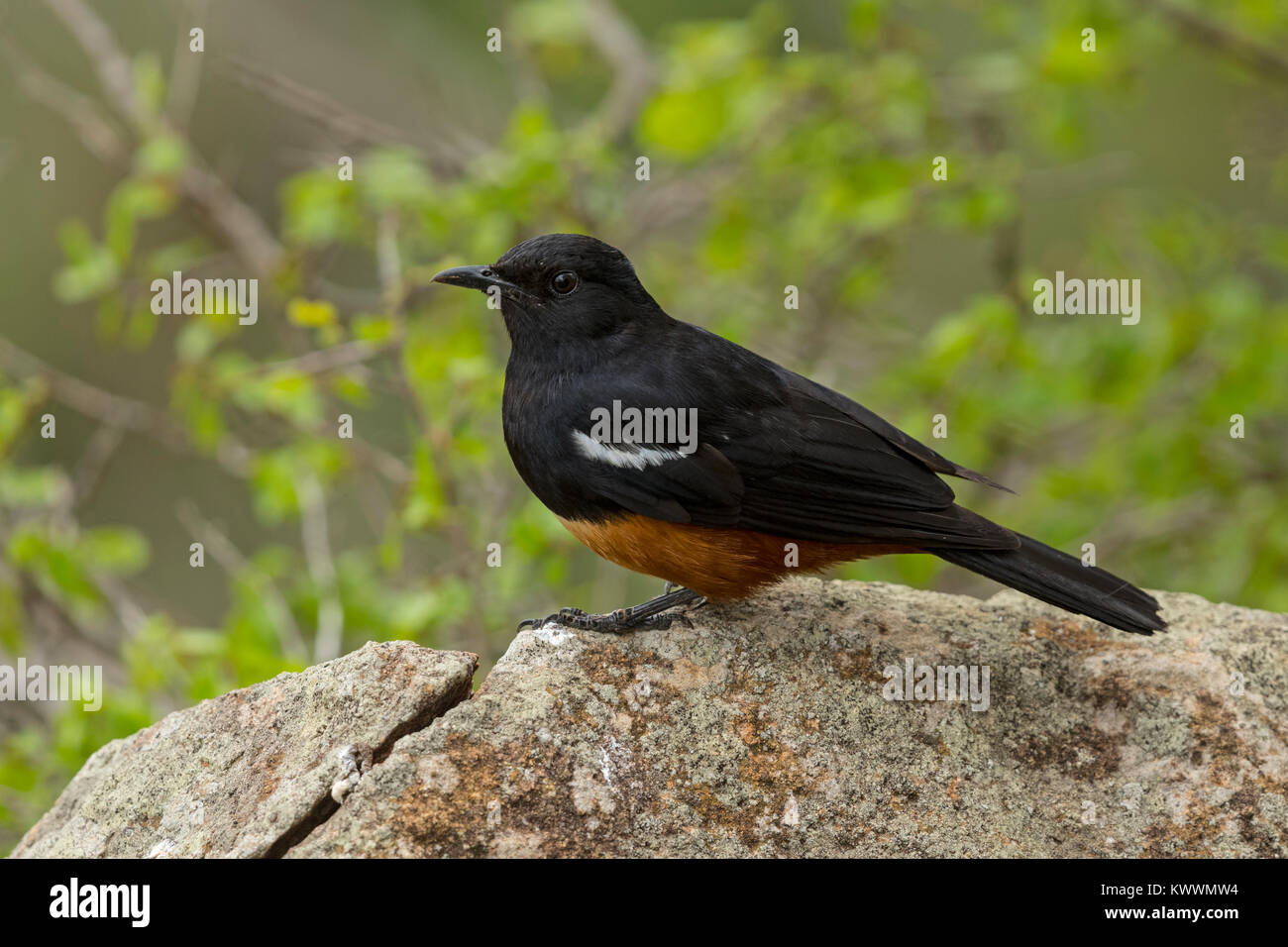 Falaise Moqueur chat (Thamnolaea cinnamomeiventris), homme Banque D'Images