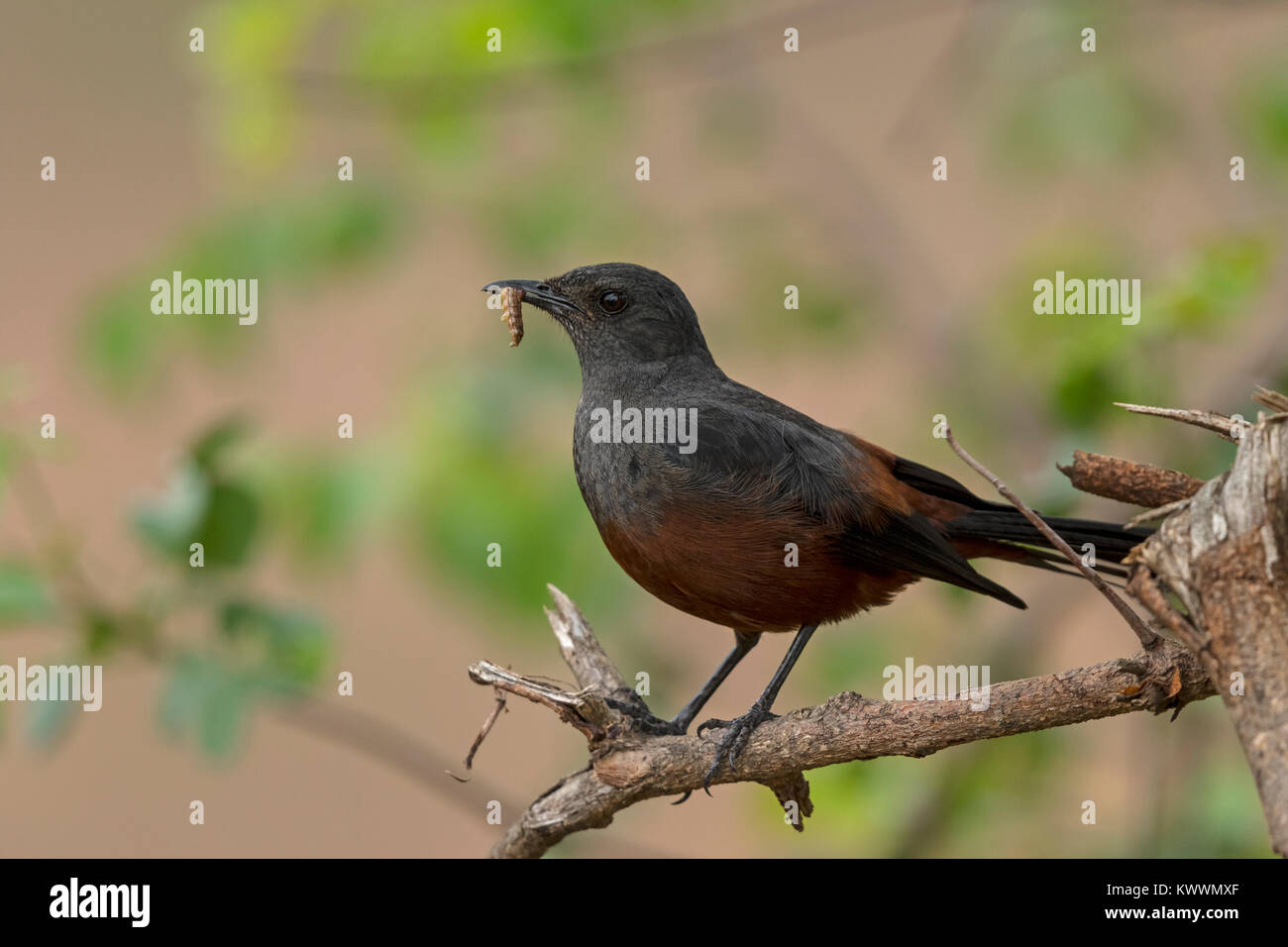 Falaise Moqueur chat (Thamnolaea cinnamomeiventris), femme avec des larves dans le projet de loi Banque D'Images