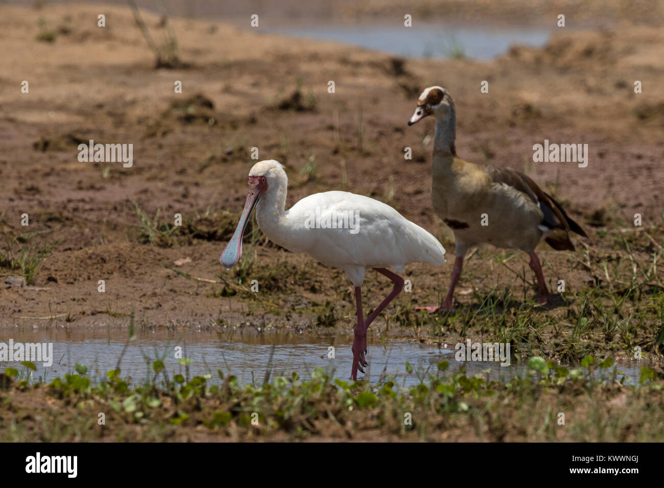 Spatule d'Afrique (Platalea alba) et Egyptian goose (Alopochen aegyptiacus) Banque D'Images