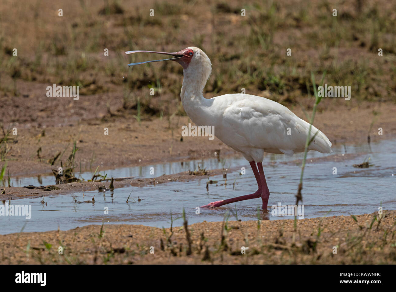 Spatule d'Afrique (Platalea alba) marcher dans l'eau Banque D'Images