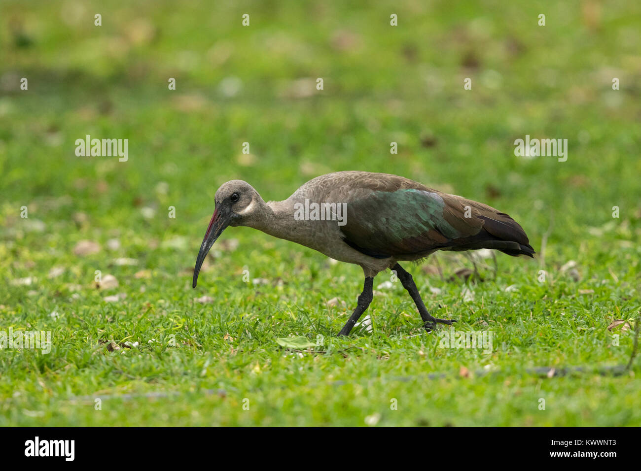 (Bostrychia hagedash Ibis hagedash) marche sur une allée, Banque D'Images