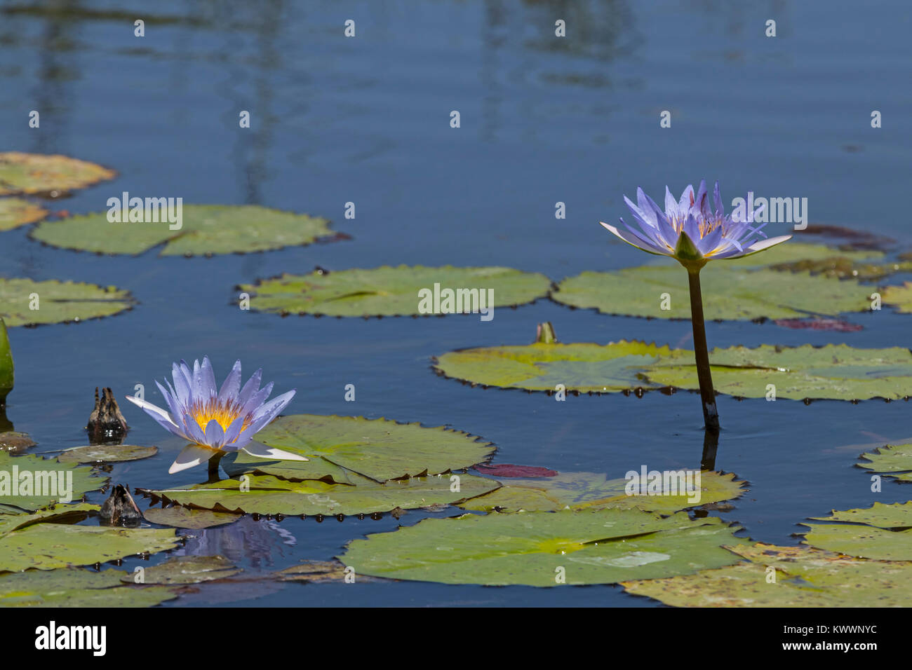 Bleu floraison nénuphar (Nymphaea nouchali jour), Nymphaeaceae Banque D'Images