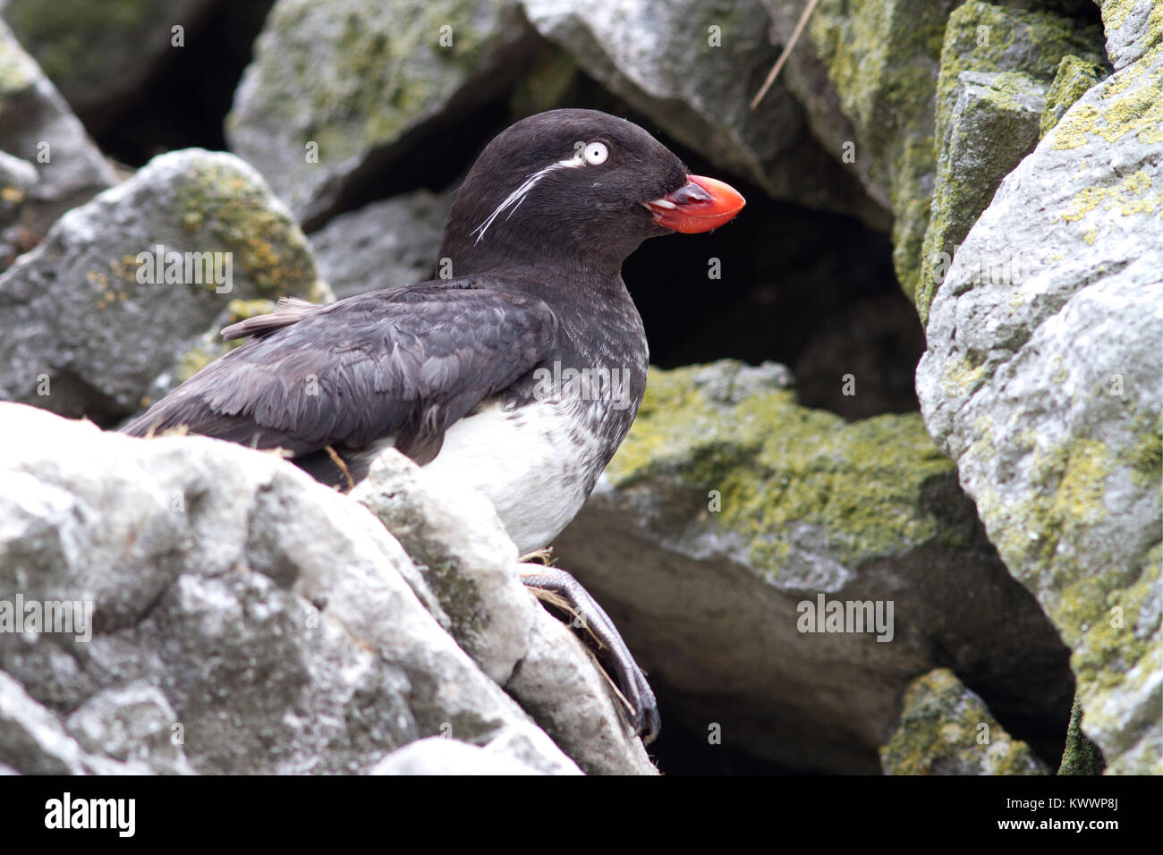 Starique perroquet assis parmi les rochers dans la colonie d'oiseaux de mer Banque D'Images