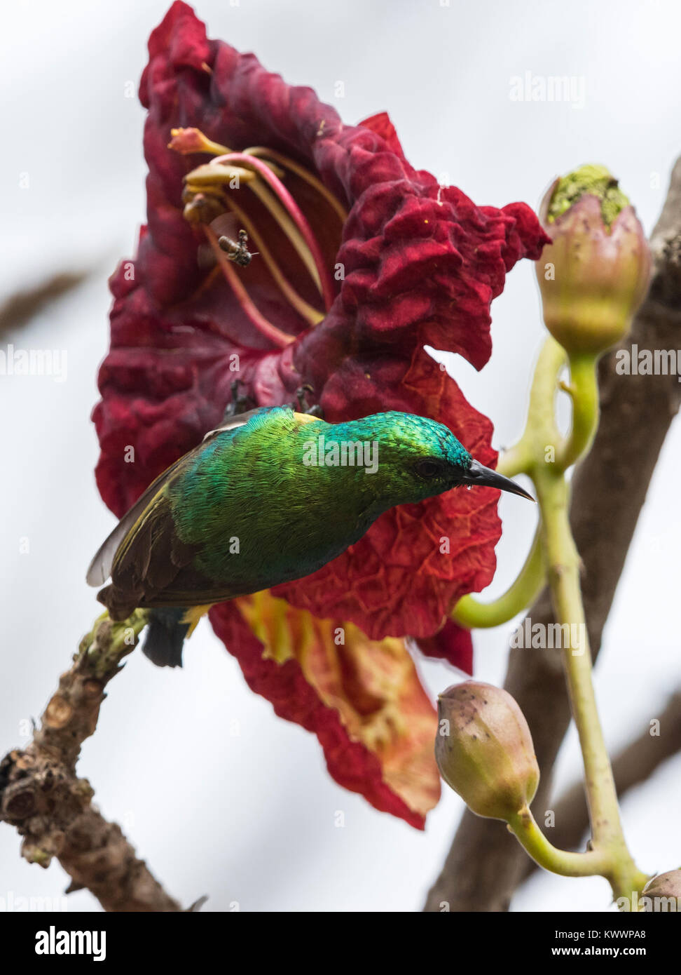 Souimanga à collier (Hedydipna collaris) mâle sur fleurs d'arbre Kigelia africana (saucisse) Banque D'Images