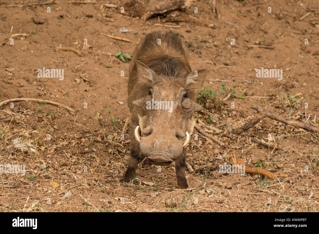 Phacochère (Phacochoerus aethiopicus), Banque D'Images