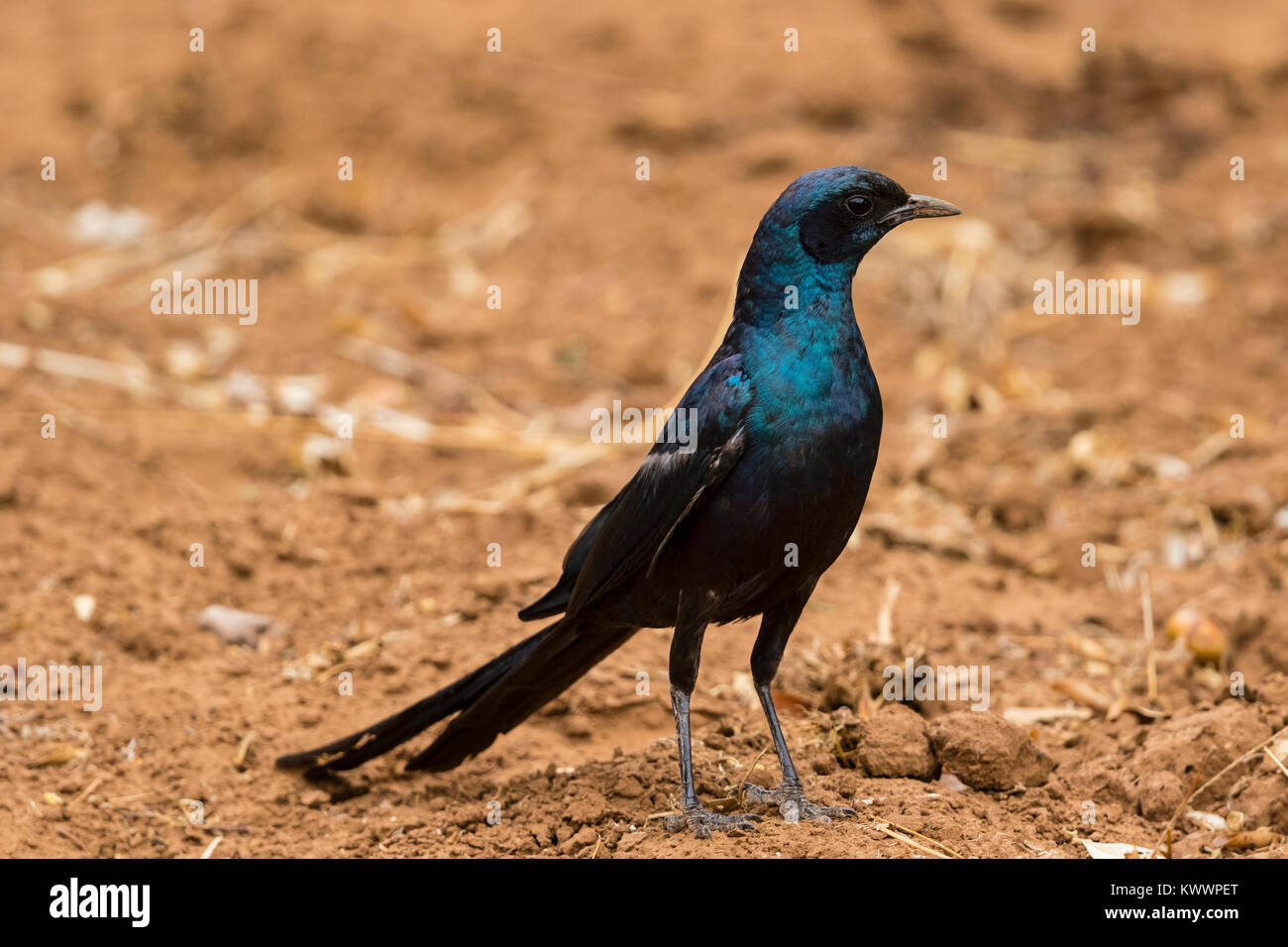 Starling (Lamprotornis Mevess mevesii), debout sur le terrain Banque D'Images