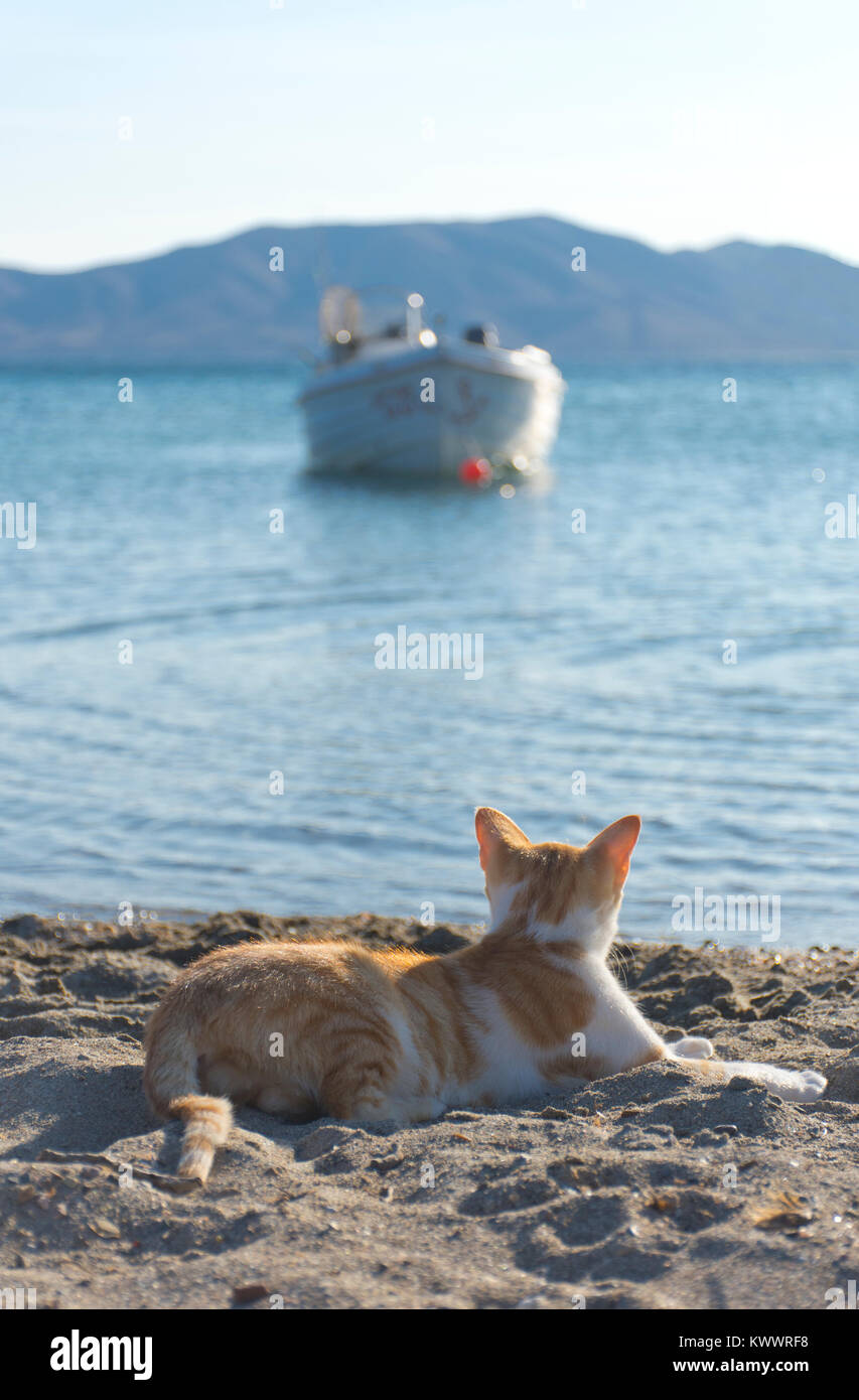 Le gingembre et le chat domestique blanc assis sur une plage de sable de l'île de Lemnos, en Grèce, et à la recherche d'un bateau dans la mer bleue Banque D'Images