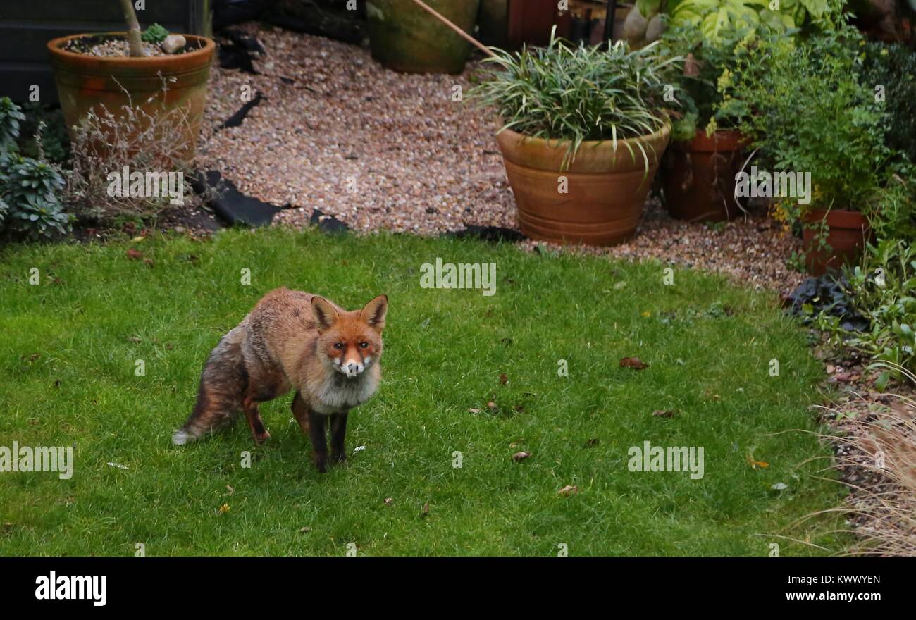 Un milieu urbain pour l'alimentation d'évacuation fox dans un jardin intérieur à Brighton Banque D'Images