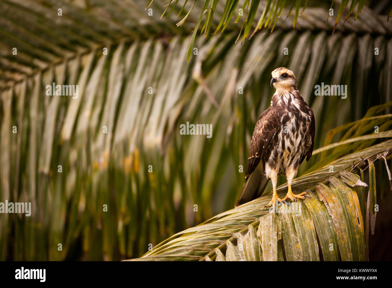 Milan des immatures, sci.name ; Rostrhamus sociabilis, près de Lago Gatun, parc national de Soberania, République du Panama. Banque D'Images