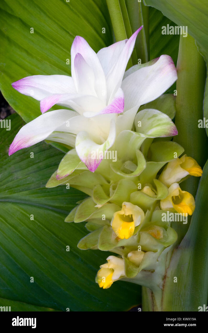Vrai fleur de curcuma Curcuma longa (comestibles Photo Stock - Alamy