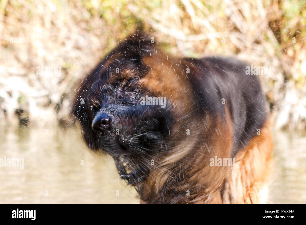 Romagna water dog Banque de photographies et d'images à haute résolution -  Alamy