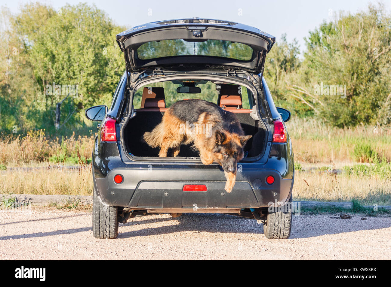 German sheperd sautant du coffre d'une voiture à Valconca, Italie Banque D'Images