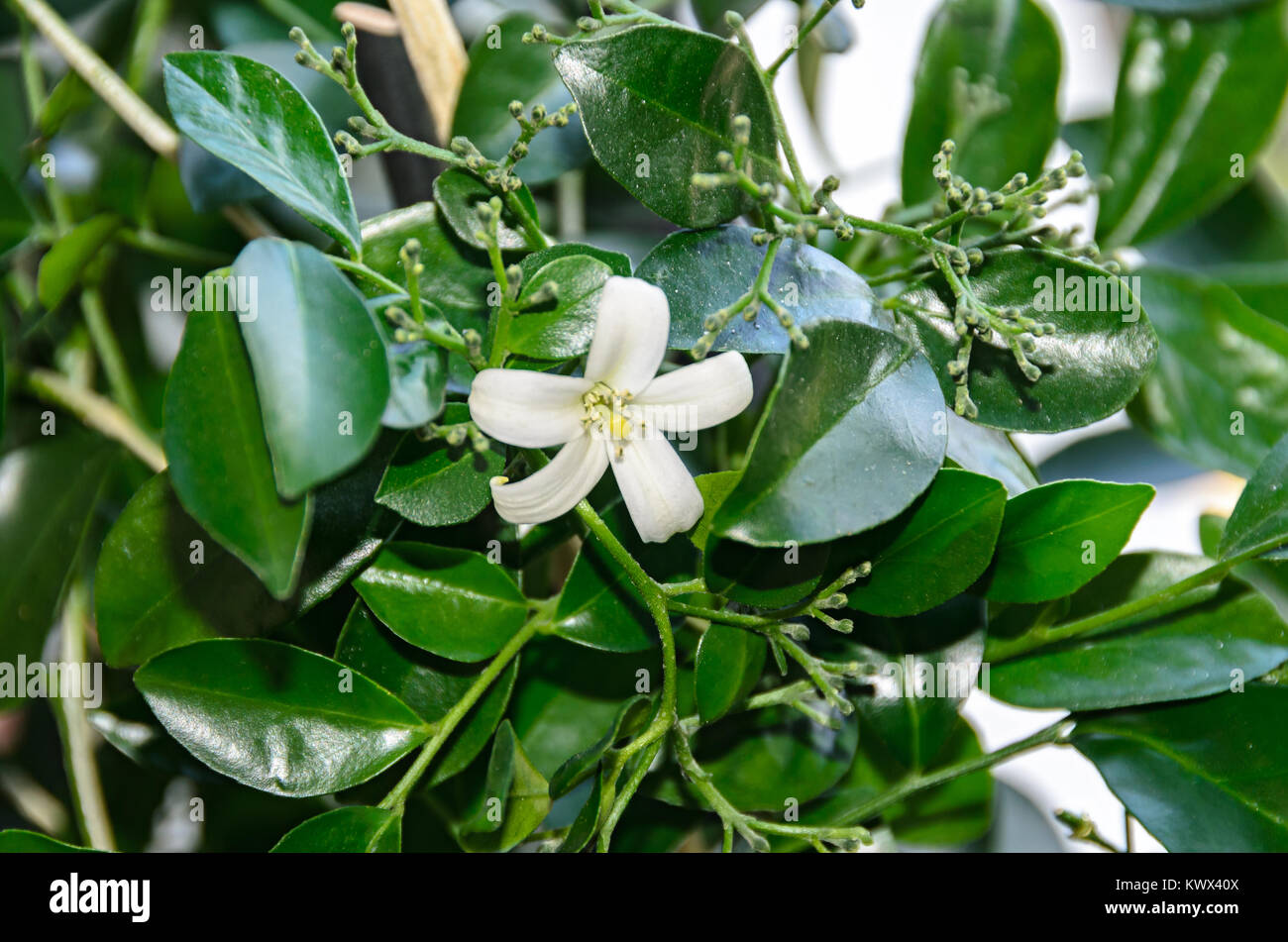 Fleurs blanches de Murraya paniculata, Jasminul portocal (Murraya exotica, Chalcas paniculata sau Chalcas exotica), bush vert close up. Banque D'Images