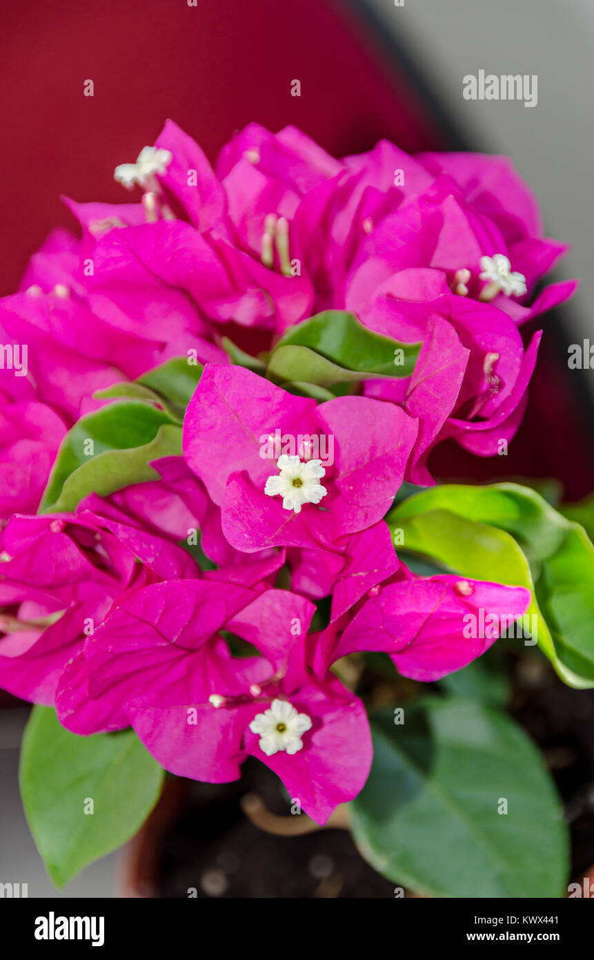 Rose Bougainvillea fleurs ornementales, direction générale de la fleur en papier avec des feuilles vertes dans un pot. Banque D'Images