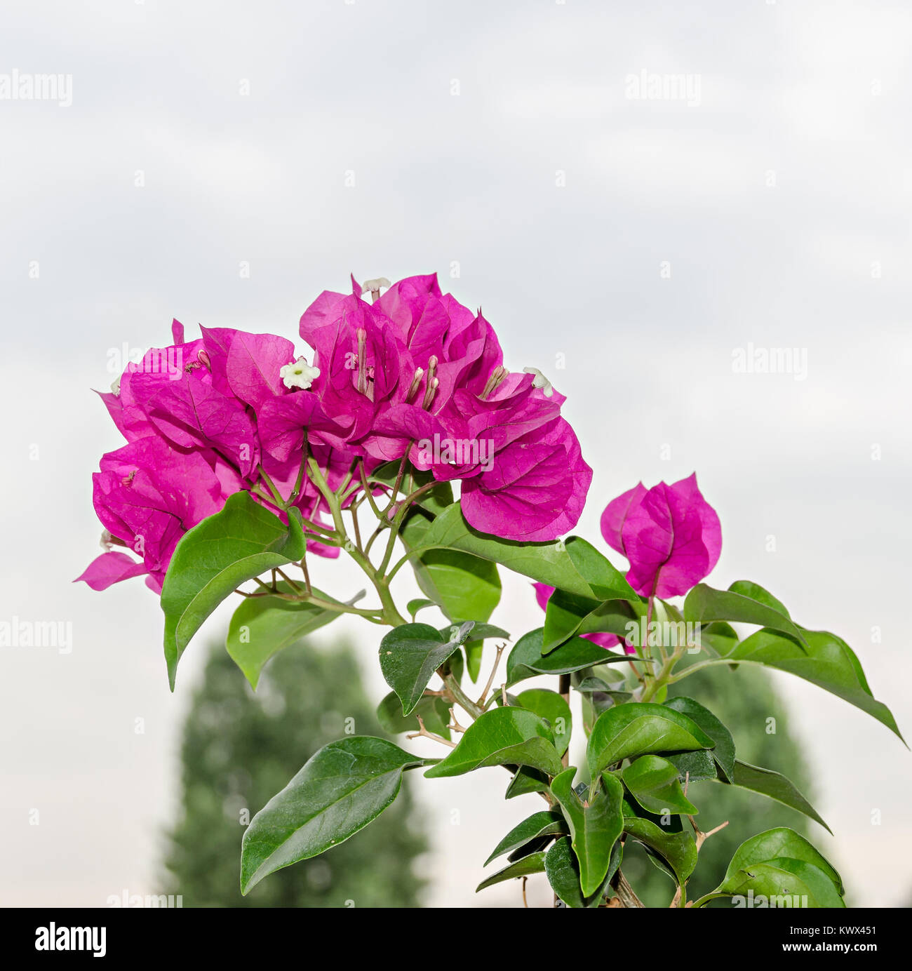 Rose Bougainvillea fleurs ornementales, direction générale de la fleur en papier avec des feuilles vertes dans un pot. Banque D'Images