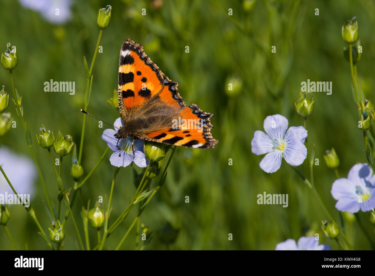 Aglais urticae papillon, la petite écaille de butiner dans les fleurs de lin Banque D'Images