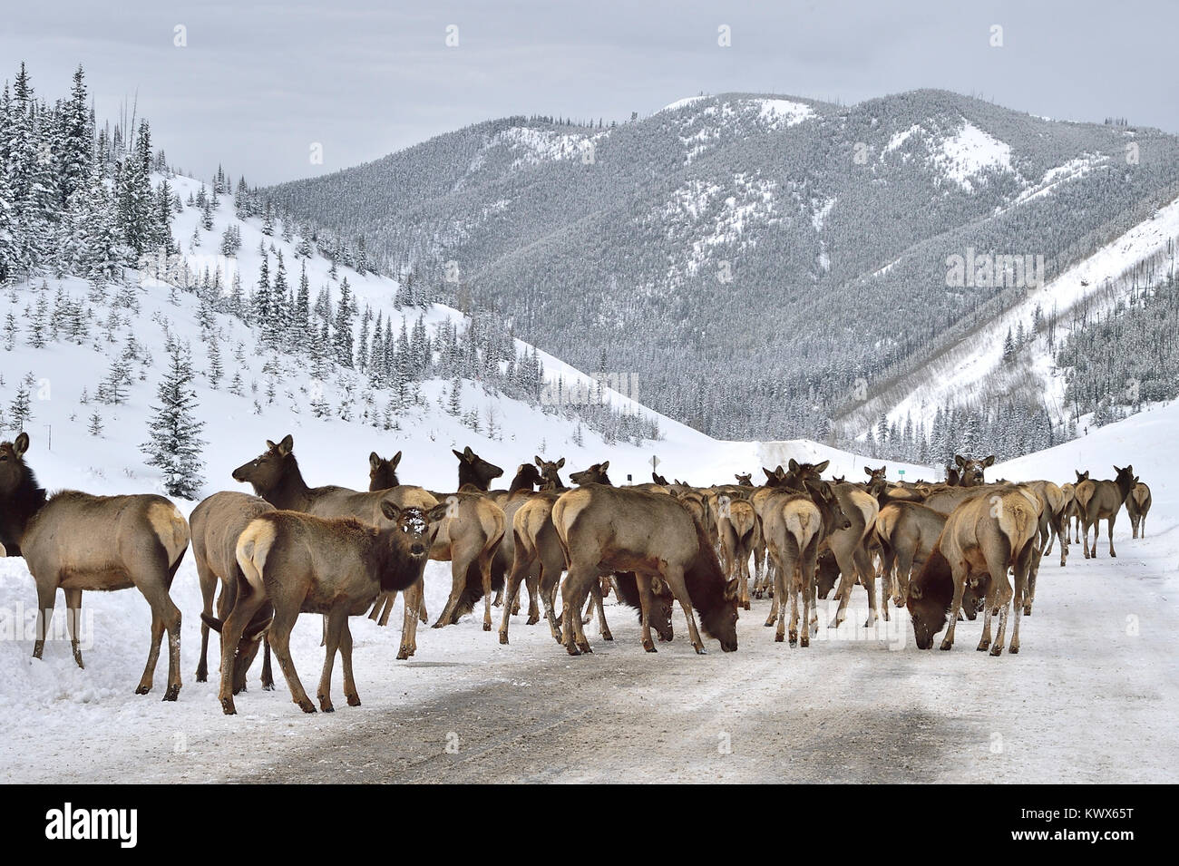 Un troupeau de wapitis sauvages ( Cervus canadensis), léchant le sel minéral du chemin déblayé dans les montagnes près de Cadomin Alberta Canada Banque D'Images