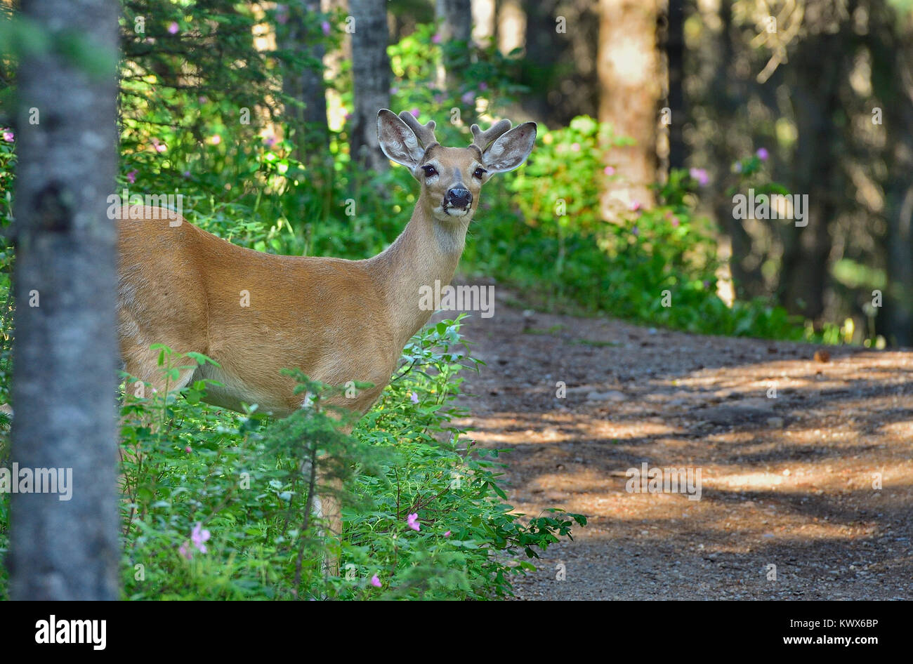 Un cerf de Virginie (Odocoileus virginianus) qui s'ouvre sur un sentier de randonnée près de Hinton Alberta Canada. Banque D'Images