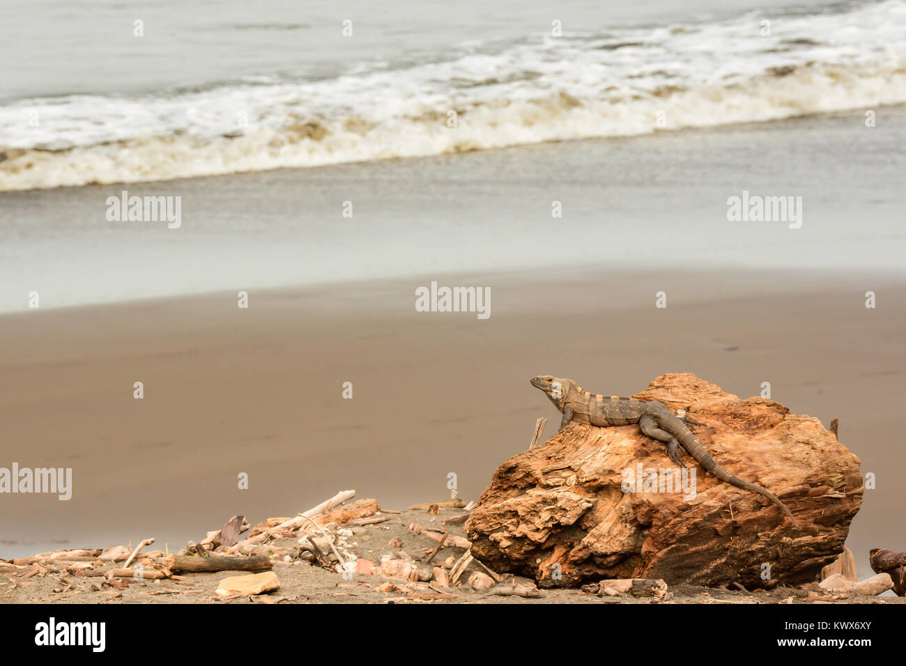 Une tortue iguane sur une plage au Costa Rica. Banque D'Images