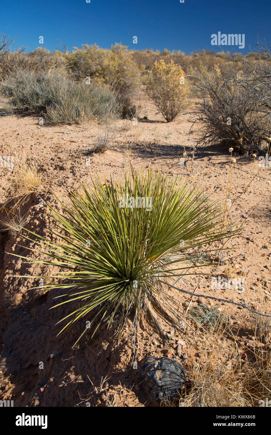 Le Yucca, Sevilleta National Wildlife Refuge, Nouveau Mexique Banque D'Images