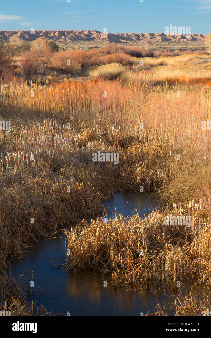 Zone humide, Bernardo Wildlife Management Area, Nouveau Mexique Banque D'Images