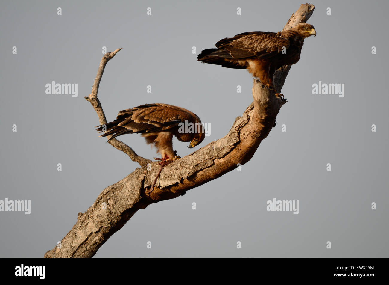 Deux aigles fauves s'asseoir sur un arbre avec un fond clair. Un eagle est l'alimentation alors que l'autre se penche sur la distance. Banque D'Images