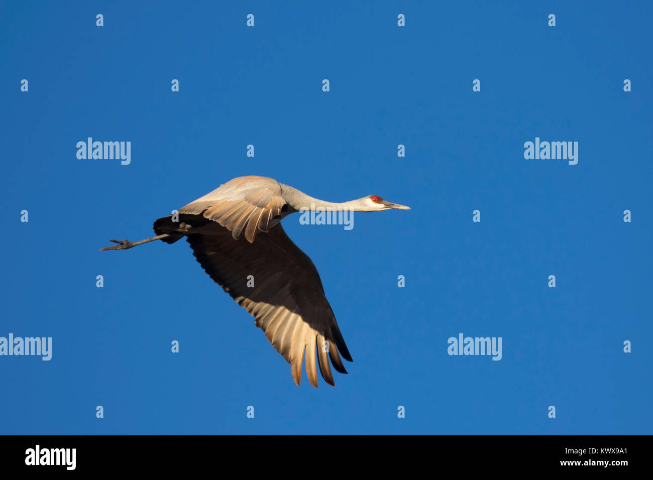 La Grue en vol, Bernardo Wildlife Management Area, Nouveau Mexique Banque D'Images