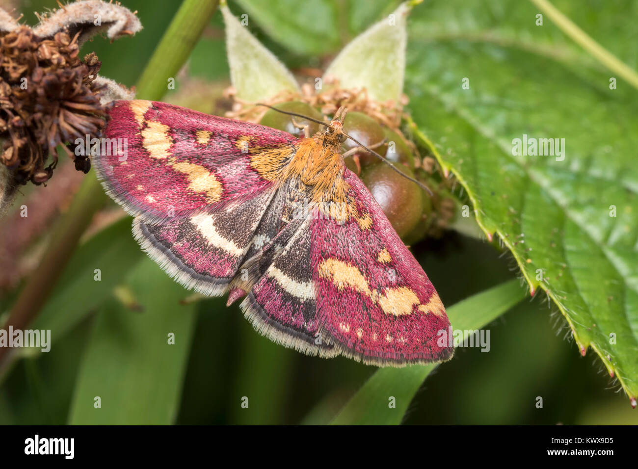 La menthe (Pyrausta purpuralis) avec les ailes ouvertes au repos bas vers le bas dans les bois. Cahir, Tipperary, Irlande. Banque D'Images