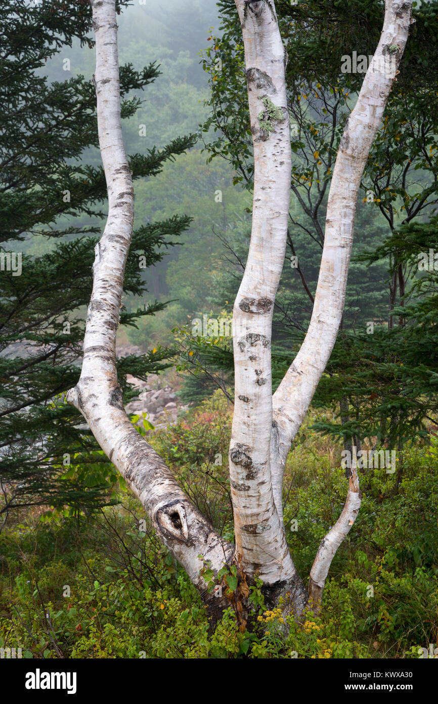 En effet, un bouleau arbre qui grandit dans l'irrégularité des directions vers le haut entouré par des plantes vertes à Otter Cove sur Mount Desert Island. L'Acadia National Park, Maine Banque D'Images