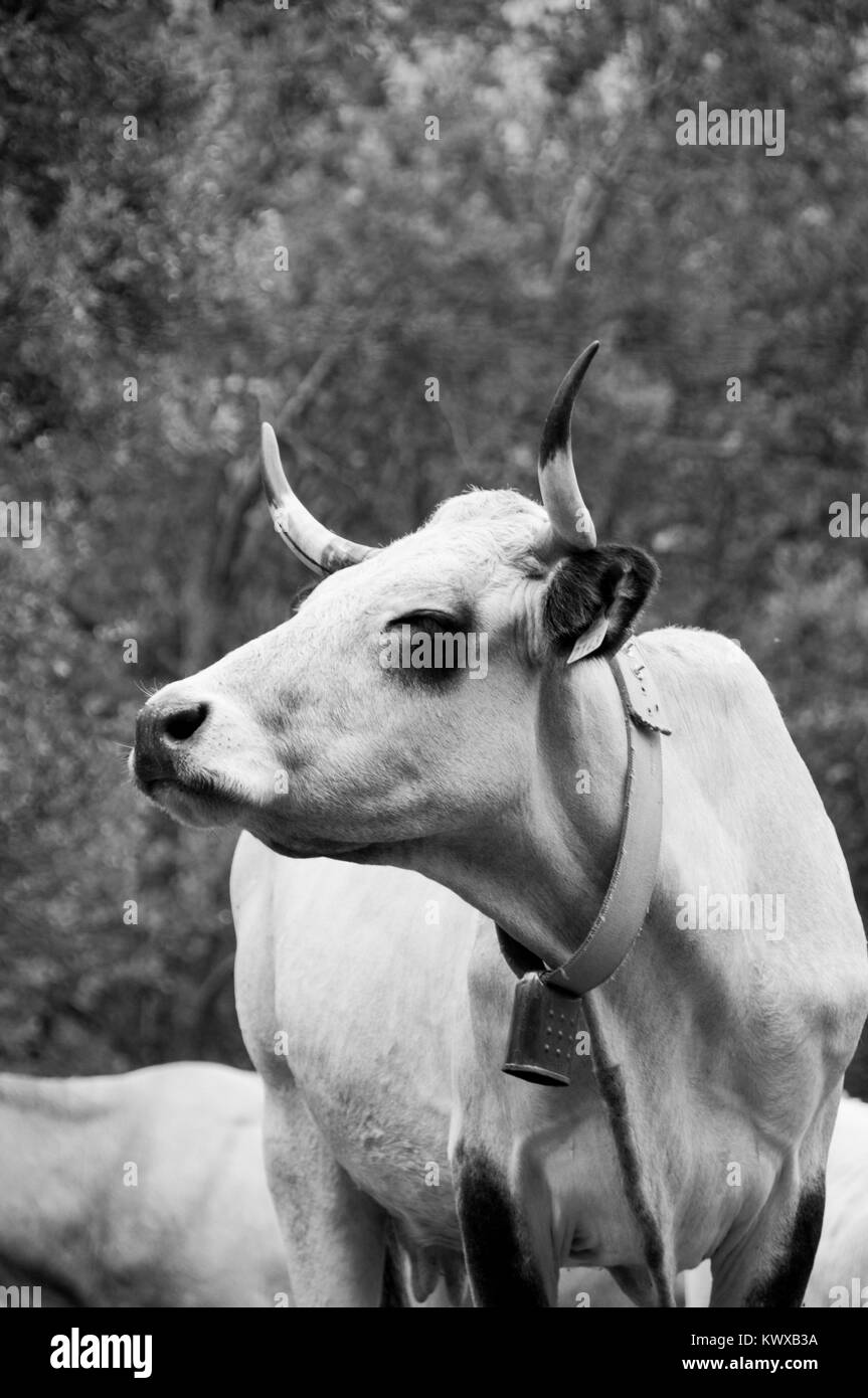 Portrait de bovins sauvages dans les Pyrénées françaises Banque D'Images