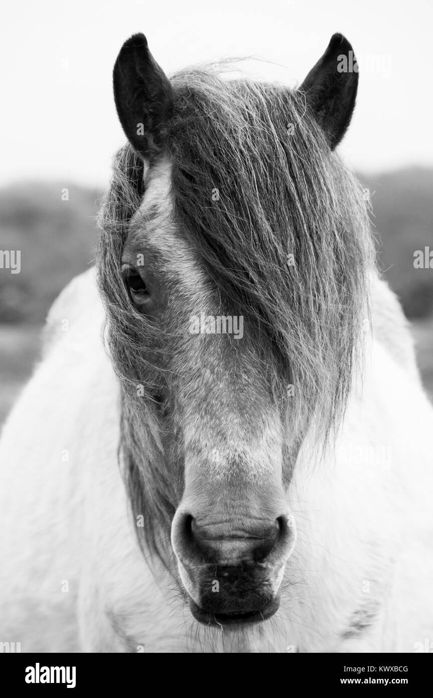 Portrait d'un poney Shetland en liberté dans le New Forest Banque D'Images