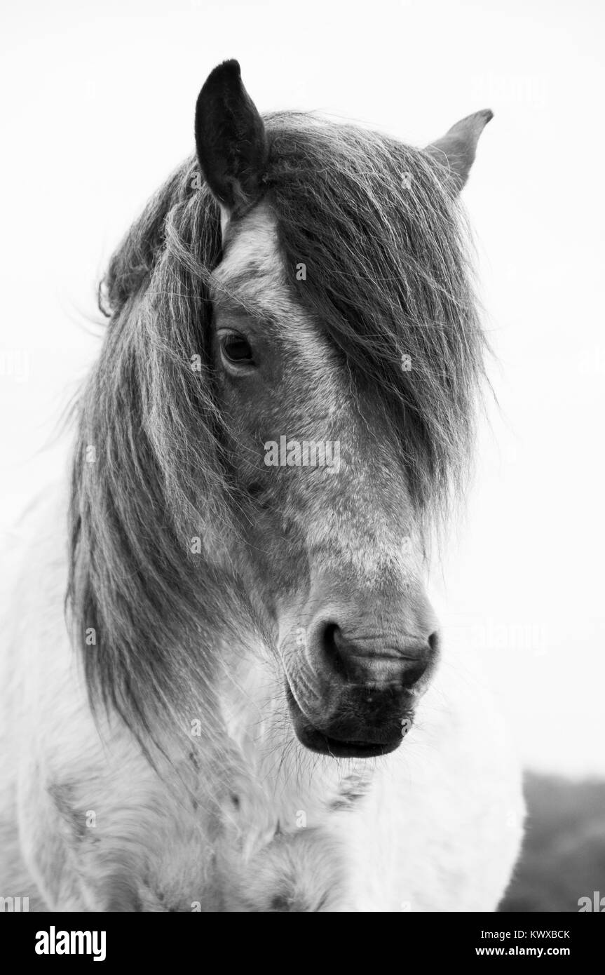 Portrait d'un poney Shetland en liberté dans le New Forest Banque D'Images