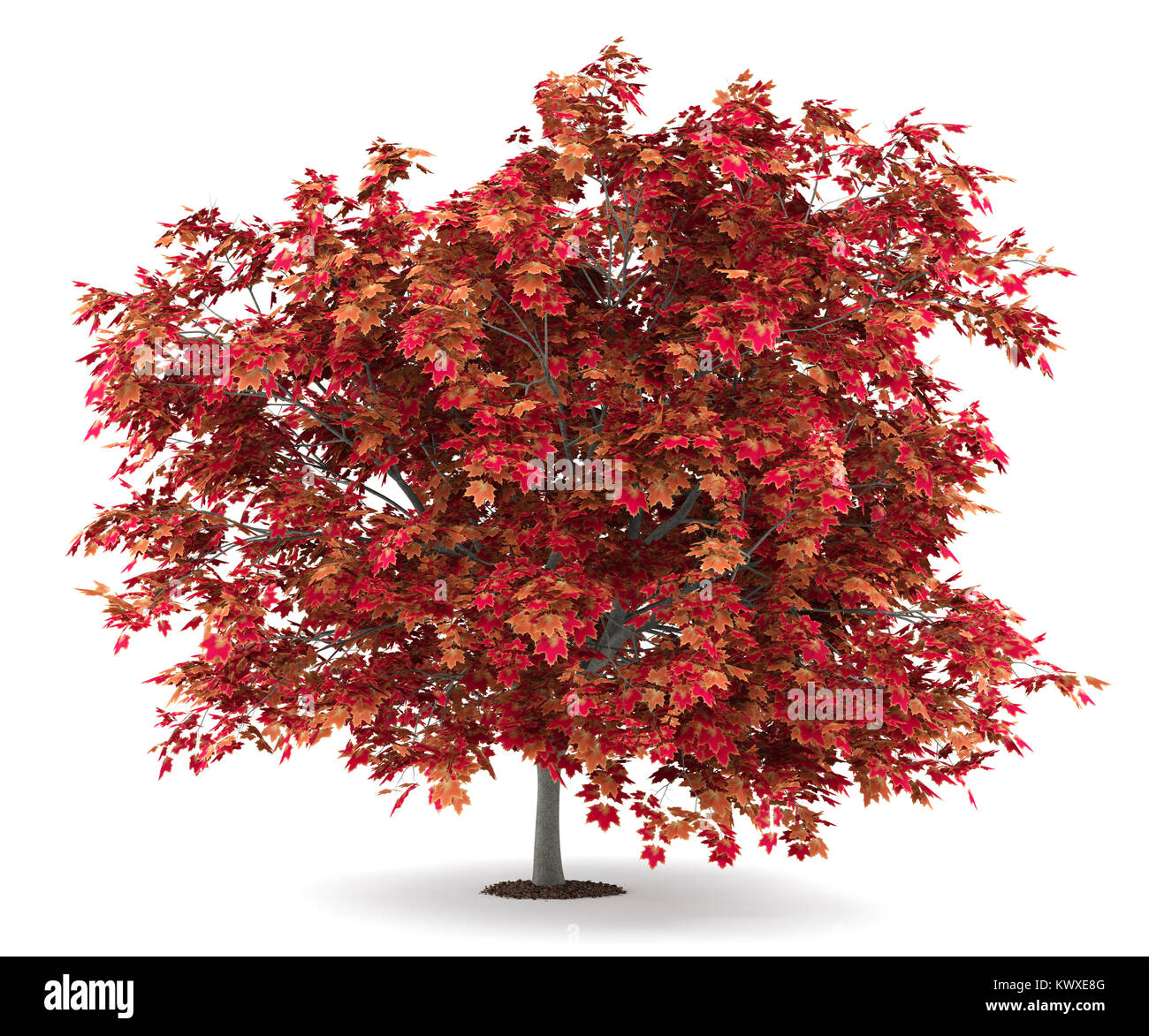 Japanese maple tree isolé sur fond blanc. 3d illustration Banque D'Images