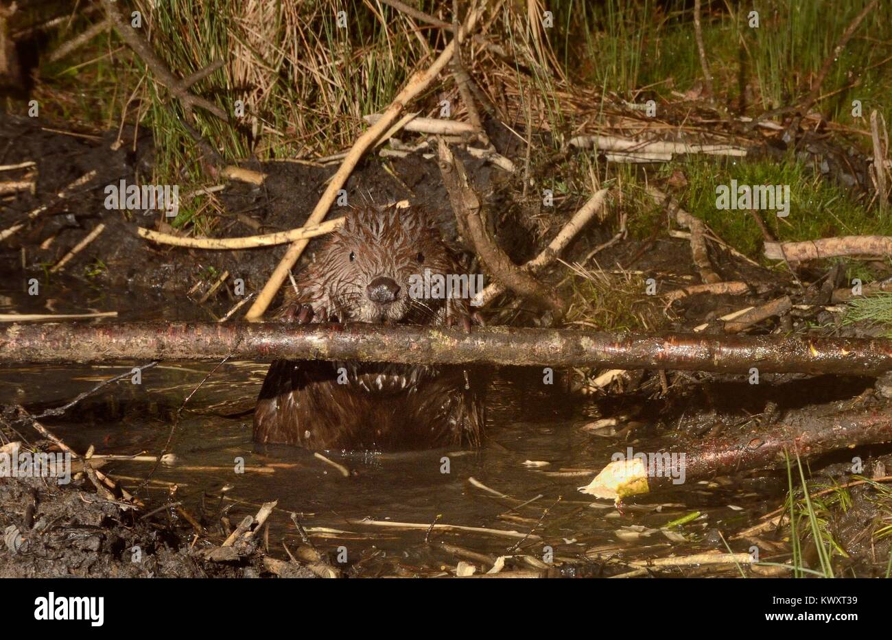 Le castor d'Eurasie (Castor fiber) rongeant écorce d'une branche dans un canal qu'il a creusée menant à son étang dans un grand terrain boisé de l'enceinte de l'étude, Devon, UK. Banque D'Images