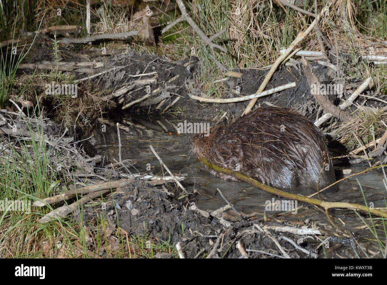 Castor d'Eurasie (Castor fiber) le déplacement d'une branche qu'il a découpé un canal il a creusé vers son étang dans un grand terrain boisé de l'enceinte de l'étude, Devon UK Banque D'Images