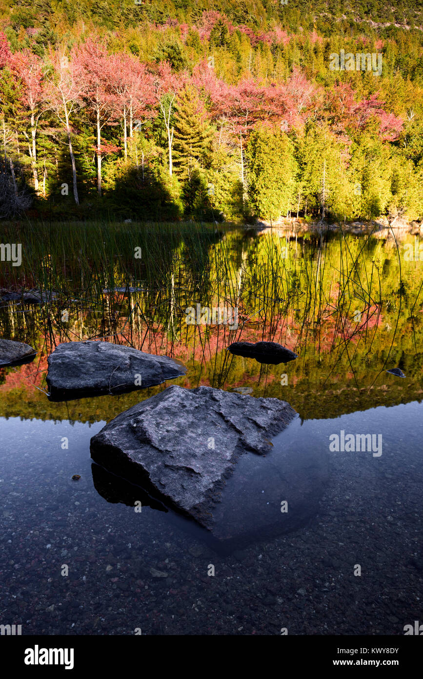 Feuillage automne coloré sur la rive de l'étang de la bulle dans l'Acadia National Park. Banque D'Images